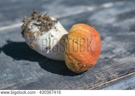 Forest Edible Mushroom Close Up. Freshly Picked Boletus On Wooden Background. Ceps Boletus Edulis Ov