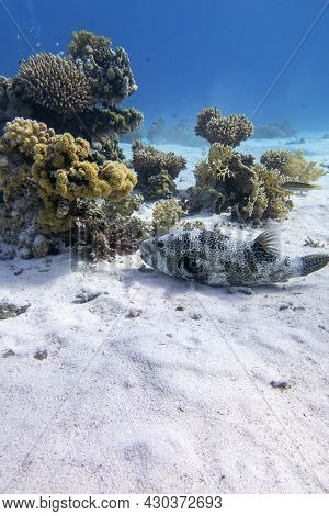 Colorful Coral Reef At The Bottom Of Tropical Sea, Hard Corals And Puffer Fish Lying On The Sand, Un