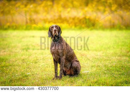 German Shorthaired Pointer, Gsp Dog Looks At The Camera In Amazement While Sitting In A Park During 
