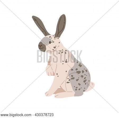 English Checkered Breed Of Giant Rabbit With Spots On Fur. Spotty Bunny Sitting. Cute Domestic Anima
