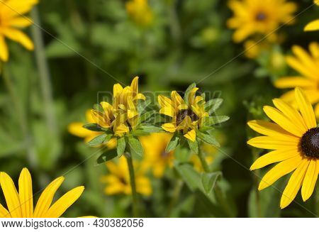 Deams Coneflowers - Latin Name - Rudbeckia Fulgida Var. Deamii (syn. Rudbeckia Deamii)
