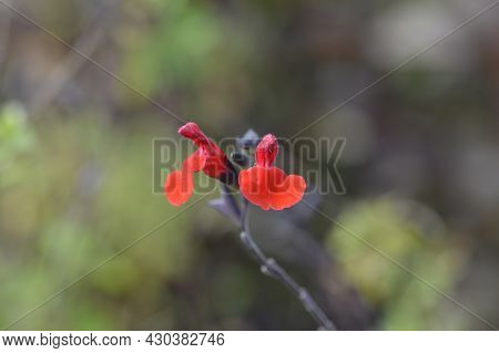 Baby Sage Red Velvet Flowers - Latin Name - Salvia Microphylla Red Velvet