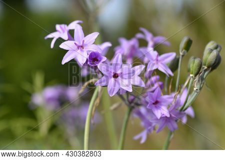 Society Garlic Flowers - Latin Name - Tulbaghia Violacea