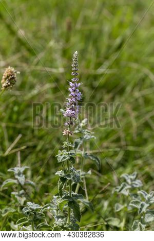 Wild, Mountain Mint (mentha Longifolia) Grows In A Mountainous Area On A Meadow On A Sunny, Summer D