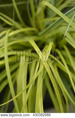 Japanese Sedge Everillo - Latin Name - Carex Oshimensis Everillo