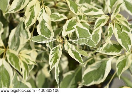 Wedding Cake Tree Leaves - Latin Name - Cornus Controversa Variegata