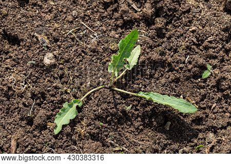 Horse Sorrel Weed In The Garden. Rumex Confertus Leaf Rosette
