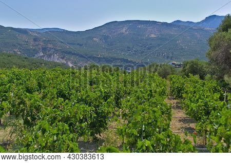 View Of The Green Vines Of A Greek Vineyard With Ripe Green Grapes.