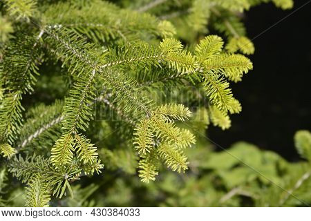 Nordmann Fir - Latin Name - Abies Nordmanniana