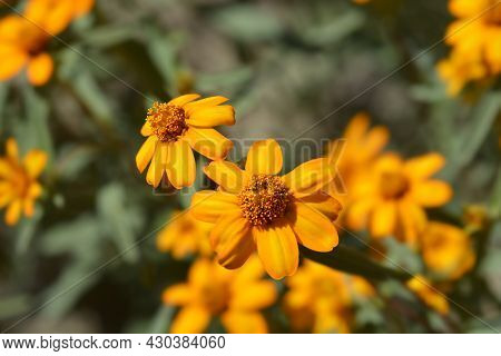 Orange Narrowleaf Zinnia - Latin Name - Zinnia Angustifolia