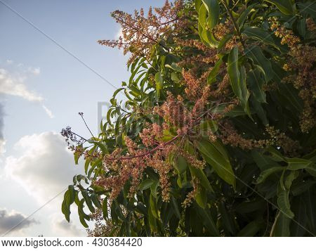 Mango Trees Produce Clusters Of Inflorescence And Fruit On Blue Sky Background.