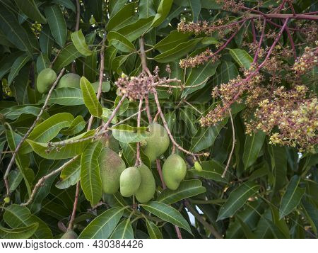 Young Mango Fruit On Tree And Inflorescence On Leaf Background.