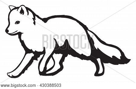 The Fox Hunts, Runs In The Snow. Arctic Fox With Winter Fur Coloration. Arctic Animals. Vulpes Lagop