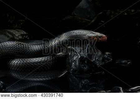 Drymarchon On The Black Background Of Cameos, Fog. Snake Art