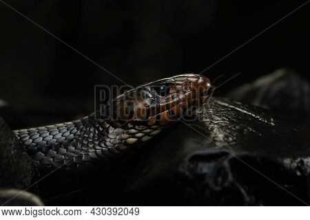 Drymarchon On The Black Background Of Cameos, Fog. Snake Art
