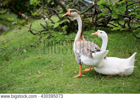 Lakeside Goose Birds