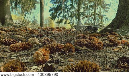 Wood, Tree, Texture, Timber, Old, Nature, Wooden, Cut, Trunk, Pattern, Brown, Lumber, Log, Circle, S