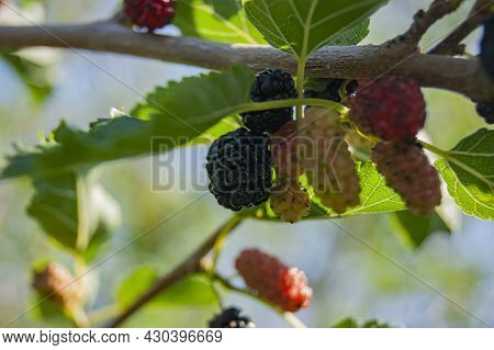 Mulberry Berries On The Branches. The Berries Of The Mulberry Tree. The Berries Look Like Scary. Sum