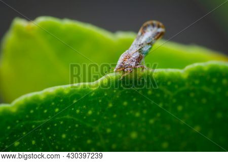 Asian Citrus Psyllid On The Edge Of Lemon Plant Leaf. Its Scientific Name Is Diaphorina Citri Which 