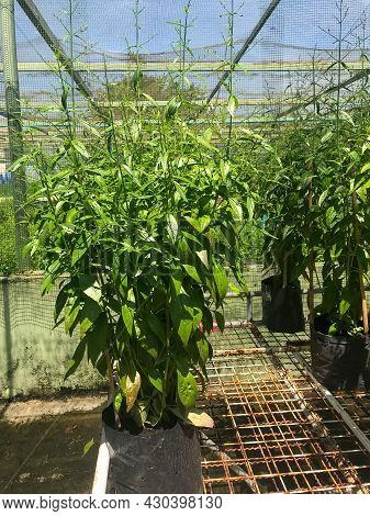 Herb Plant, Andrographis Paniculata Plant Organic Farm At Thailand