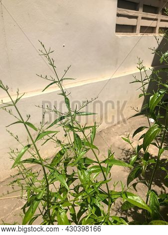 Herb Plant, Andrographis Paniculata Plant Organic Farm At Thailand
