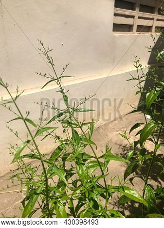 Herb Plant, Andrographis Paniculata Plant Organic Farm At Thailand