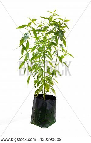 Herb Plant, Andrographis Paniculata Plant Organic Farm At Thailand