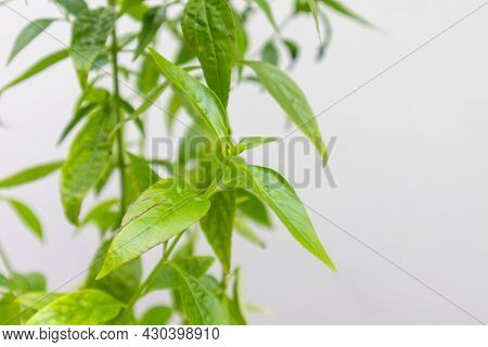 Herb Plant, Andrographis Paniculata Plant Organic Farm At Thailand