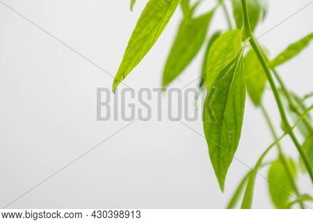 Herb Plant, Andrographis Paniculata Plant Organic Farm At Thailand