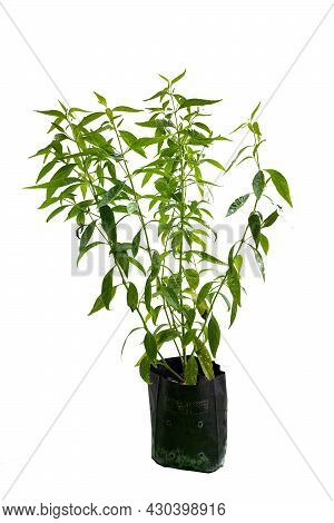 Herb Plant, Andrographis Paniculata Plant Organic Farm At Thailand