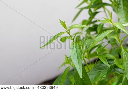 Herb Plant, Andrographis Paniculata Plant Organic Farm At Thailand