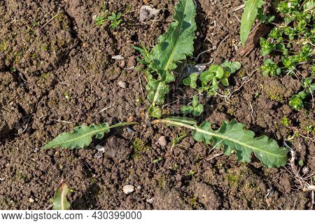 Horse Sorrel Weed In The Garden. Rumex Confertus Leaf Rosette