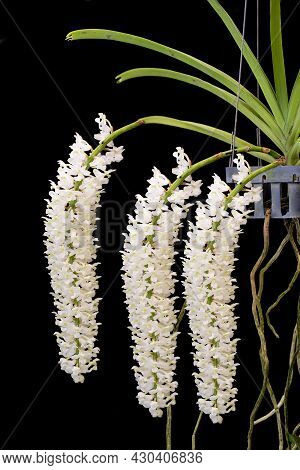 White Orchid Flowers In The Garden On A Black Background