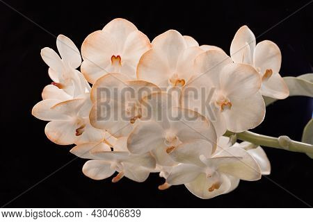 White Orchid Flowers In The Garden On A Black Background