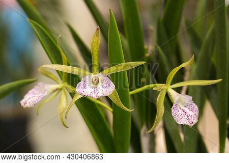 Orchids In The Garden On A Black Background