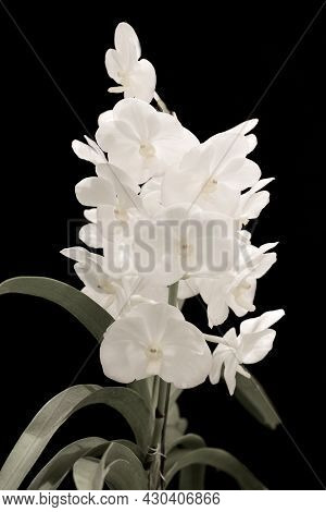 White Orchid Flowers In The Garden On A Black Background