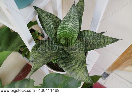 Beautiful And Unique House Plant Called Sansevieria Hahnii Green