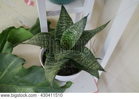 Beautiful And Unique House Plant Called Sansevieria Hahnii Green