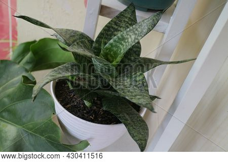 Beautiful And Unique House Plant Called Sansevieria Hahnii Green