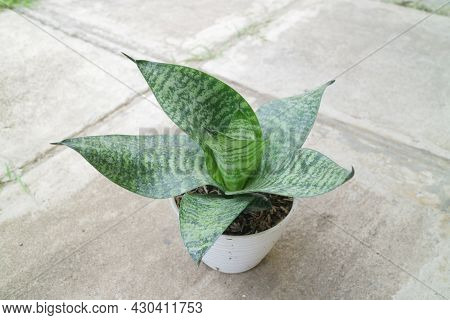 Beautiful And Unique House Plant Called Sansevieria Hahnii Green
