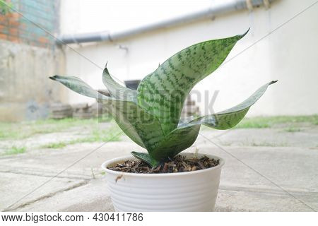 Beautiful And Unique House Plant Called Sansevieria Hahnii Green