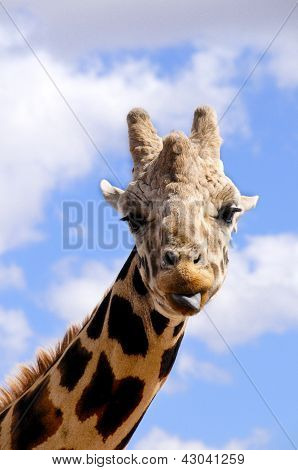 Portrait Of A Giraffe