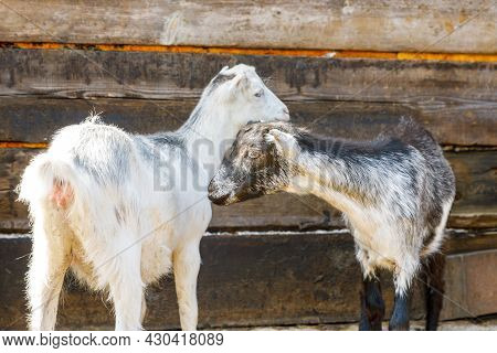 Cute Free Range Goatling On Organic Natural Eco Animal Farm Freely Grazing In Yard On Ranch Backgrou