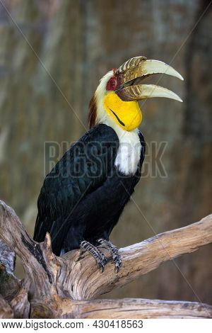 Hornbill Great Hornbill, Great Pied Hornbill, Hornbill, Selective Focus