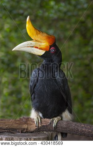 Hornbill Great Hornbill, Great Pied Hornbill, Hornbill, Selective Focus