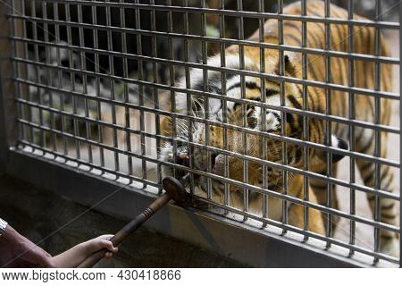 The Bengal Tiger Is Fed In A Feeding Zoo.