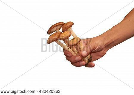 Male Hand Holds The Mushroom Armillaria Mellea