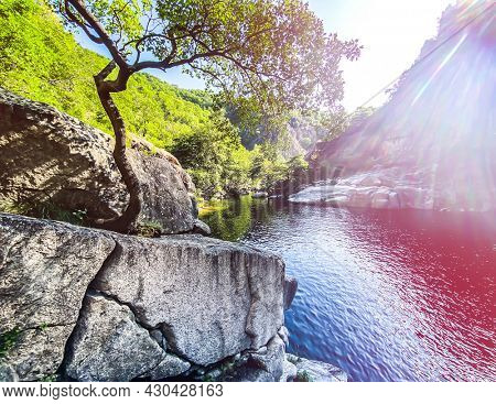 Tree on the Chassezac river bank in lozere, cevenne, france