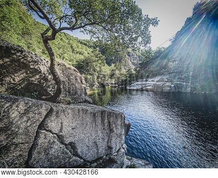 Tree on the Chassezac river bank in lozere, cevenne, france