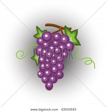 Winogron
